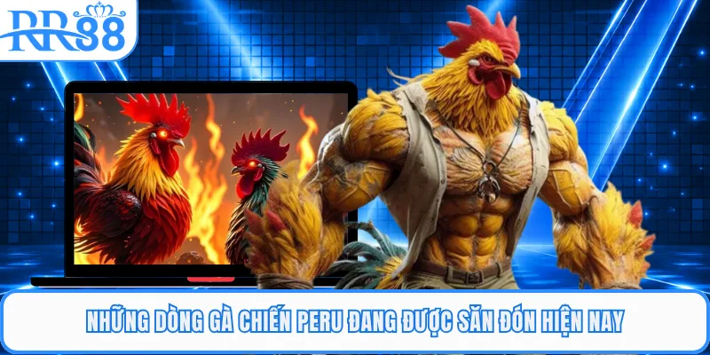 Những dòng gà chiến Peru đang được săn đón hiện nay